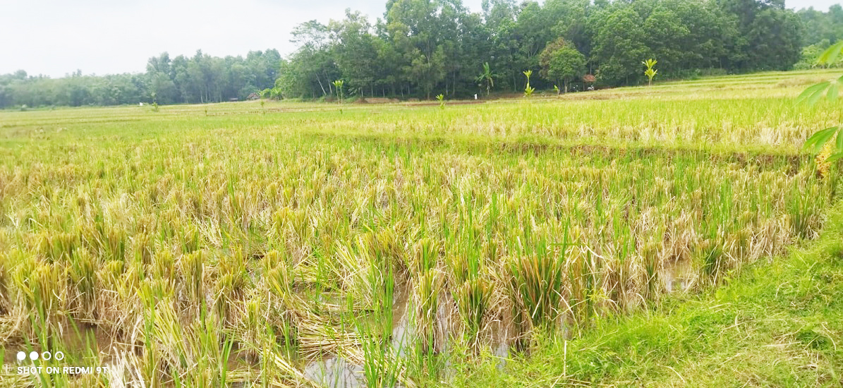 Tanah Dijual Murah Luas 10.710 m2 di Cibogo Subang Dekat Kampus POLSUB, SMPN 1 Cibogo Subang, Alun-Alun Kota Subang